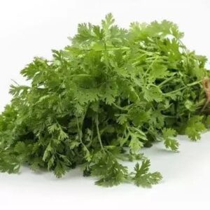 CORIANDER NATTI 1 bunch